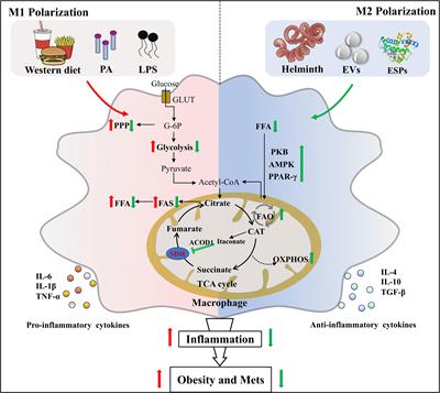 Helminth and Host Crosstalk: New Insight Into Treatment of Obesity and Its Associated Metabolic Syndromes